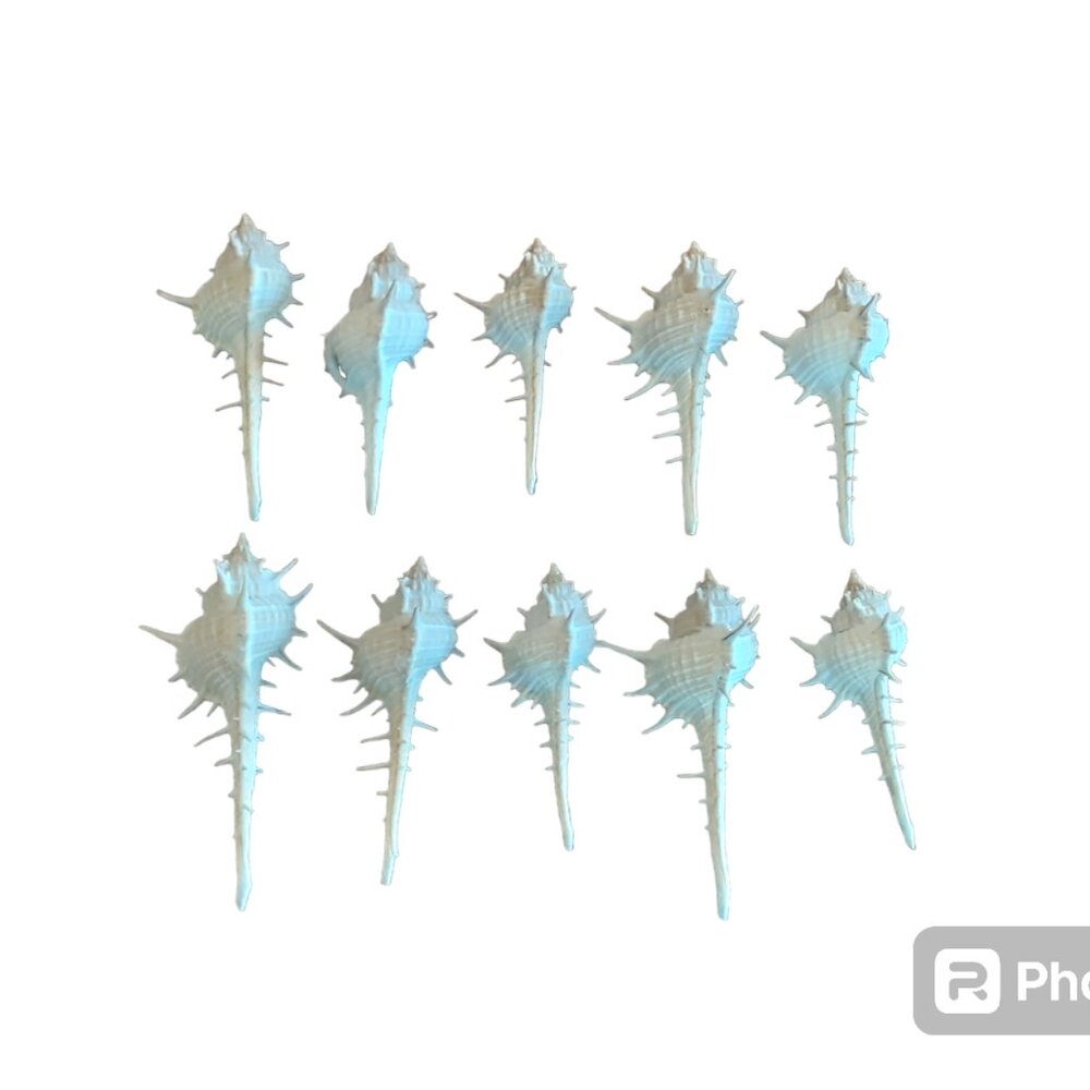 Set Of 10 "Murex Trapa" Seashell Collection. 60mm - 85mm